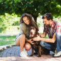 Pet Medical & Vaccination Costs to Be Travel-Ready in Singapore